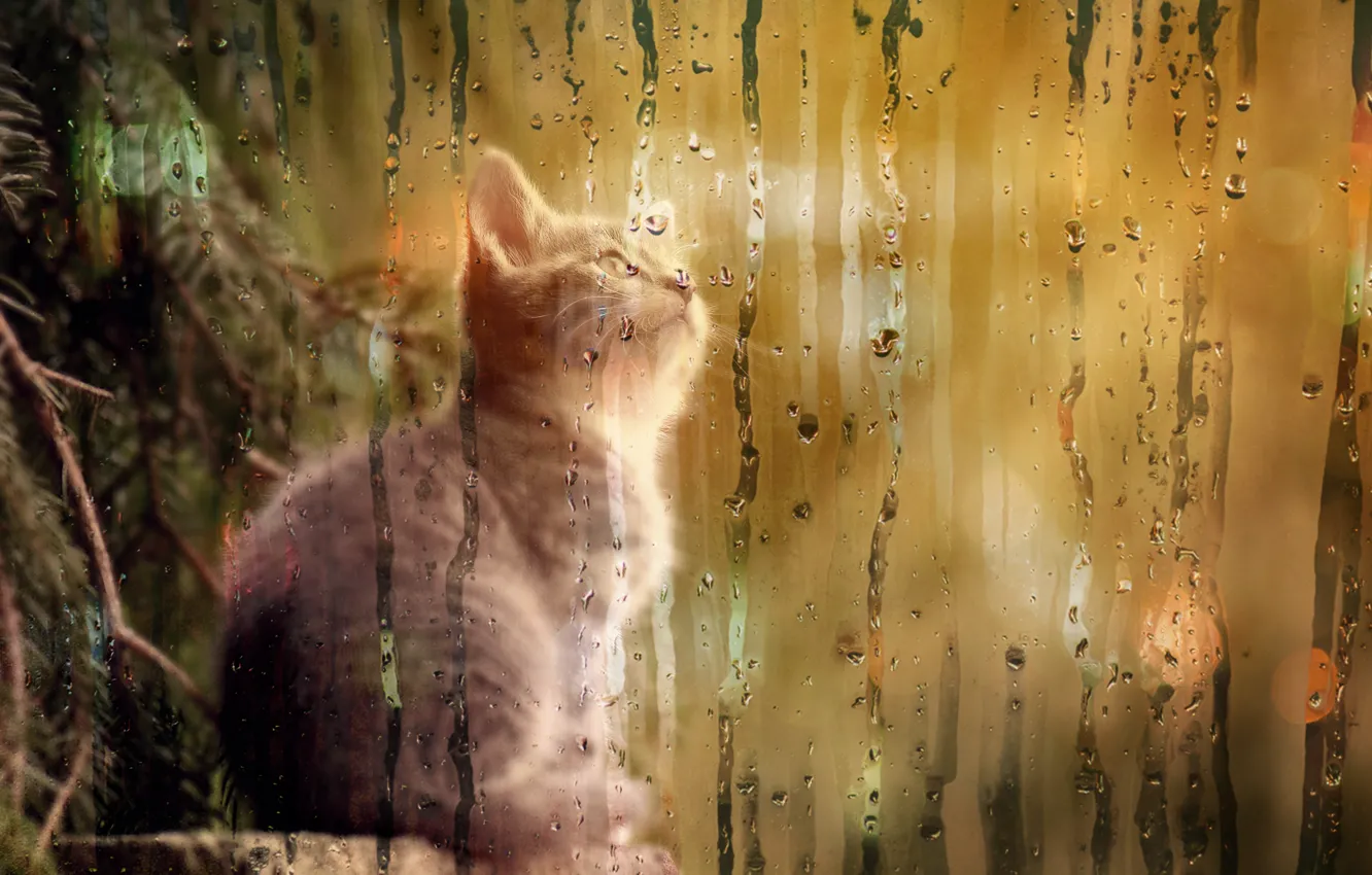 Фото обои котенок, елка, любопытство, запотевшее стекло