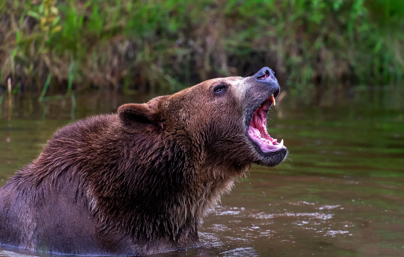 Фото обои медведь, купание, пасть, водоем
