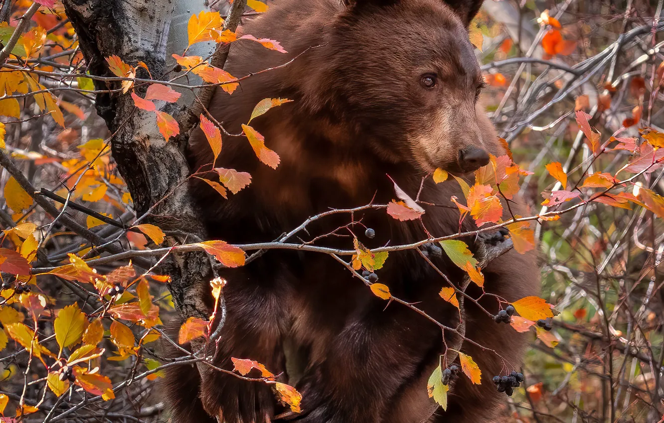 Фото обои осень, ветки, ягоды, дерево, медведь, на дереве