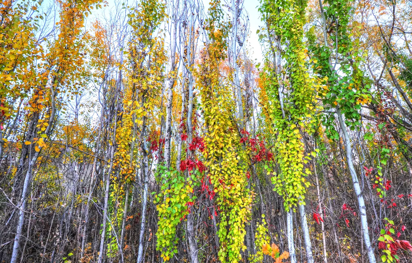 Фото обои осень, лес, листья, деревья, цвет, ствол, роща
