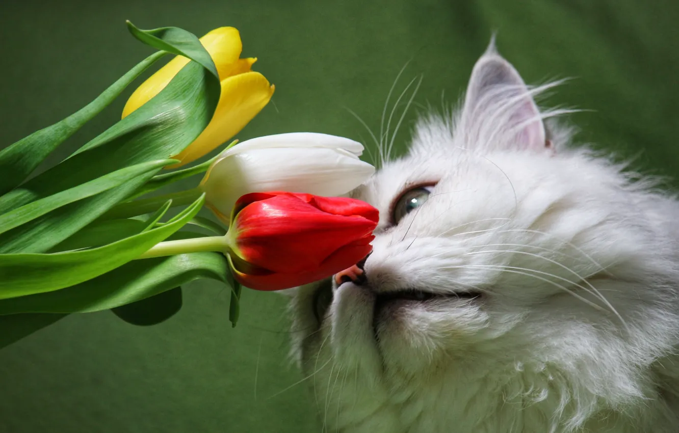 Фото обои белый, кот, цветы, Пушистый