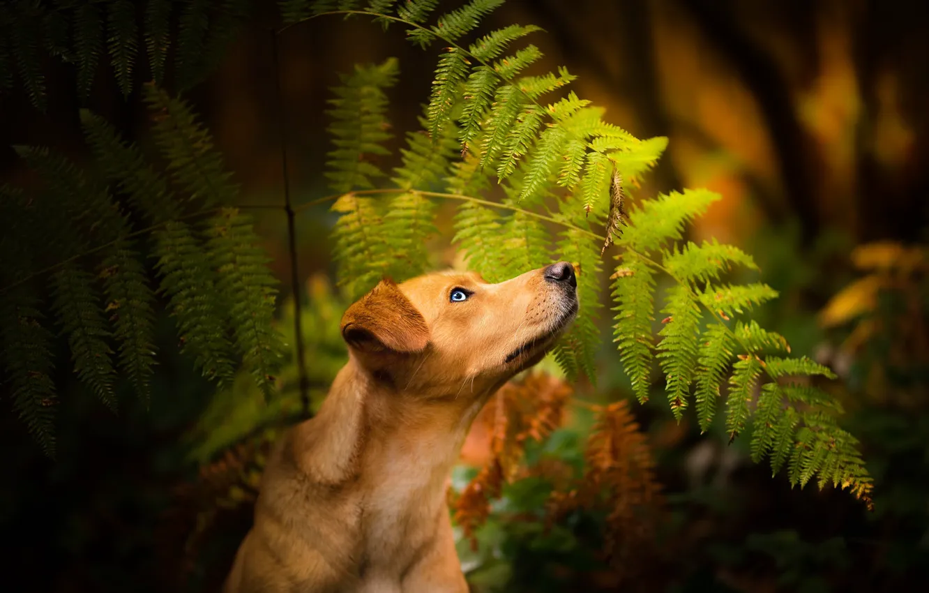 Фото обои лес, собака, папоротник