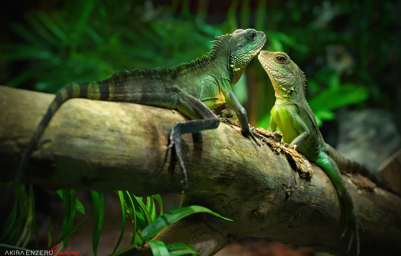 Фото обои green, stick, reptiles, iguanas