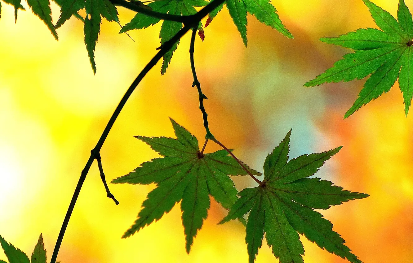 Фото обои листья, ветка, японский клен