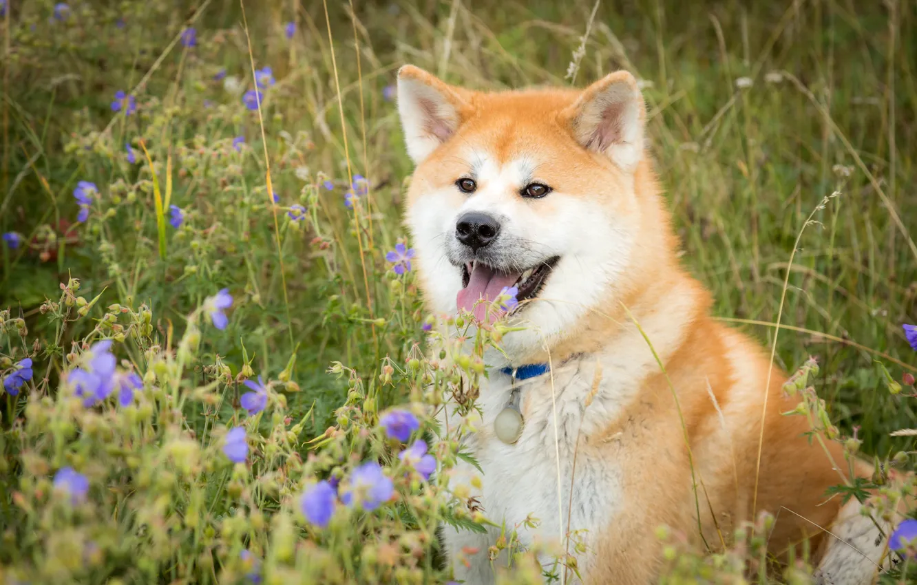 Фото обои язык, трава, морда, цветы, собака, Акита-ину