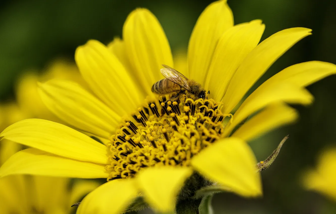 Фото обои цветок, лето, желтый, пчела