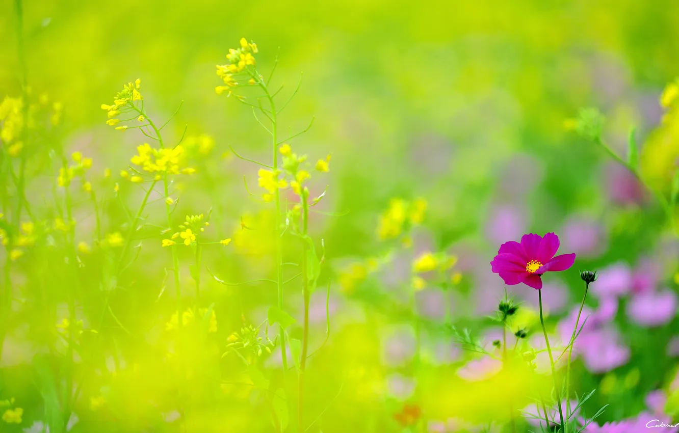 Фото обои цветы, фокус, желтые, полевые, космея