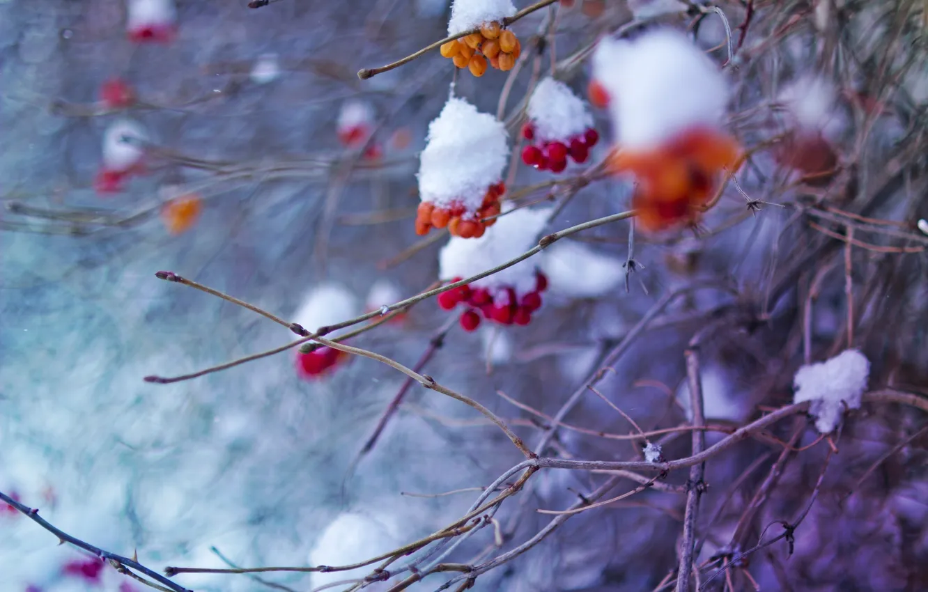 Фото обои холод, зима, снег, рябина, февраль