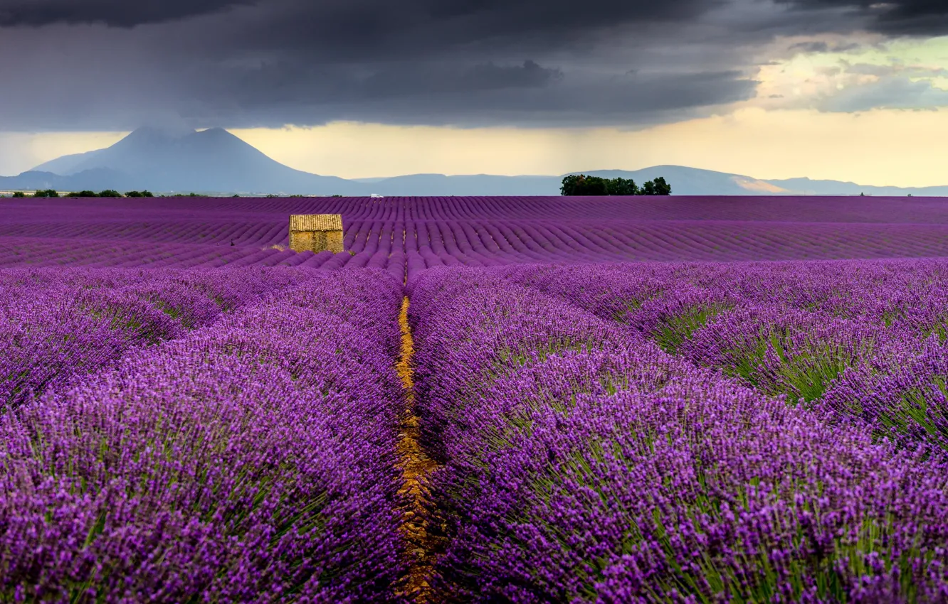 Фото обои поле, Франция, France, лаванда, Валансоль, Valensole, Provence-Alpes-Cote d'Azur
