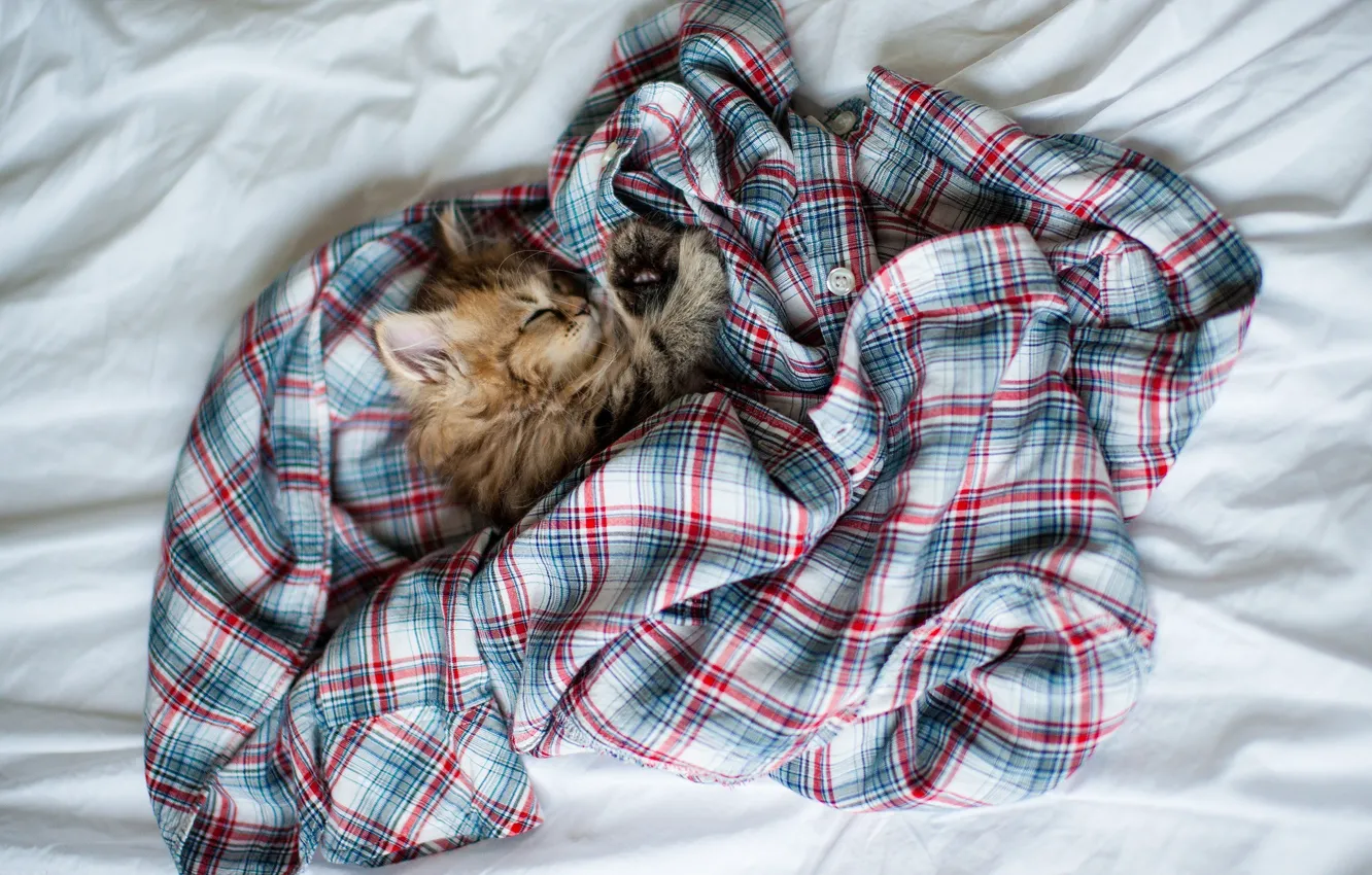 Фото обои кошка, клубок, котенок, одежда, сон, клетка, спит, рубашка