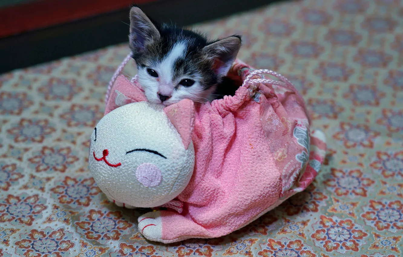 Фото обои кошка, котенок, розовая, лапки, малыш, мордочка, сумочка, котёнок