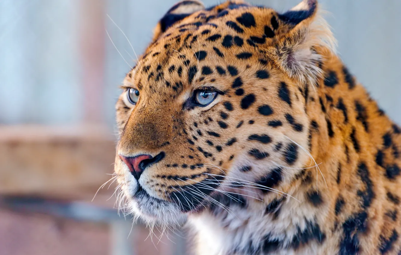 Фото обои усы, взгляд, морда, леопард, дальневосточный, amur leopard