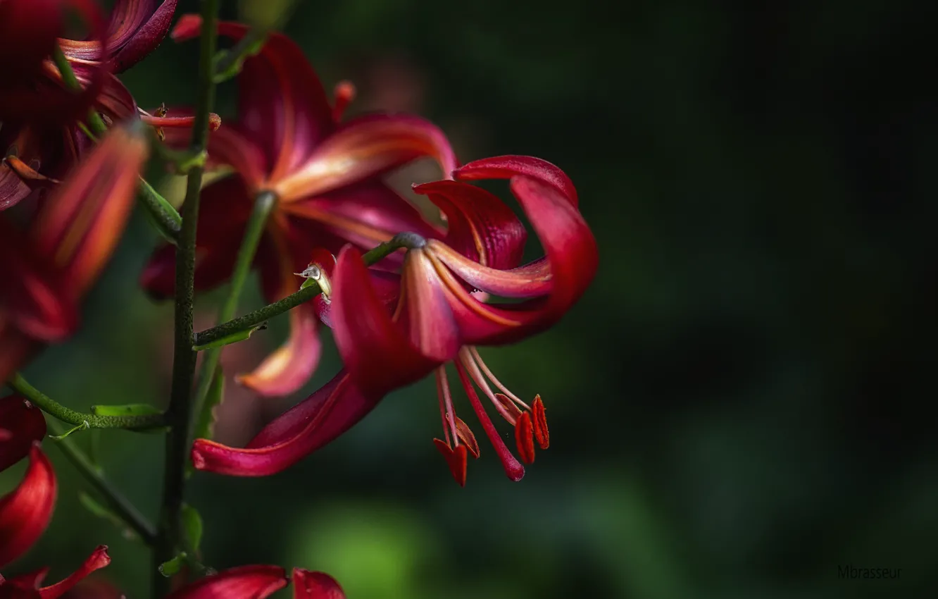 Фото обои лилия, лепестки, красная