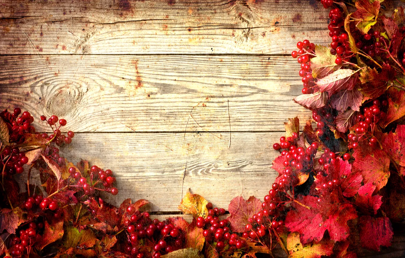 Фото обои осень, листья, веточки калины, twigs of viburnum