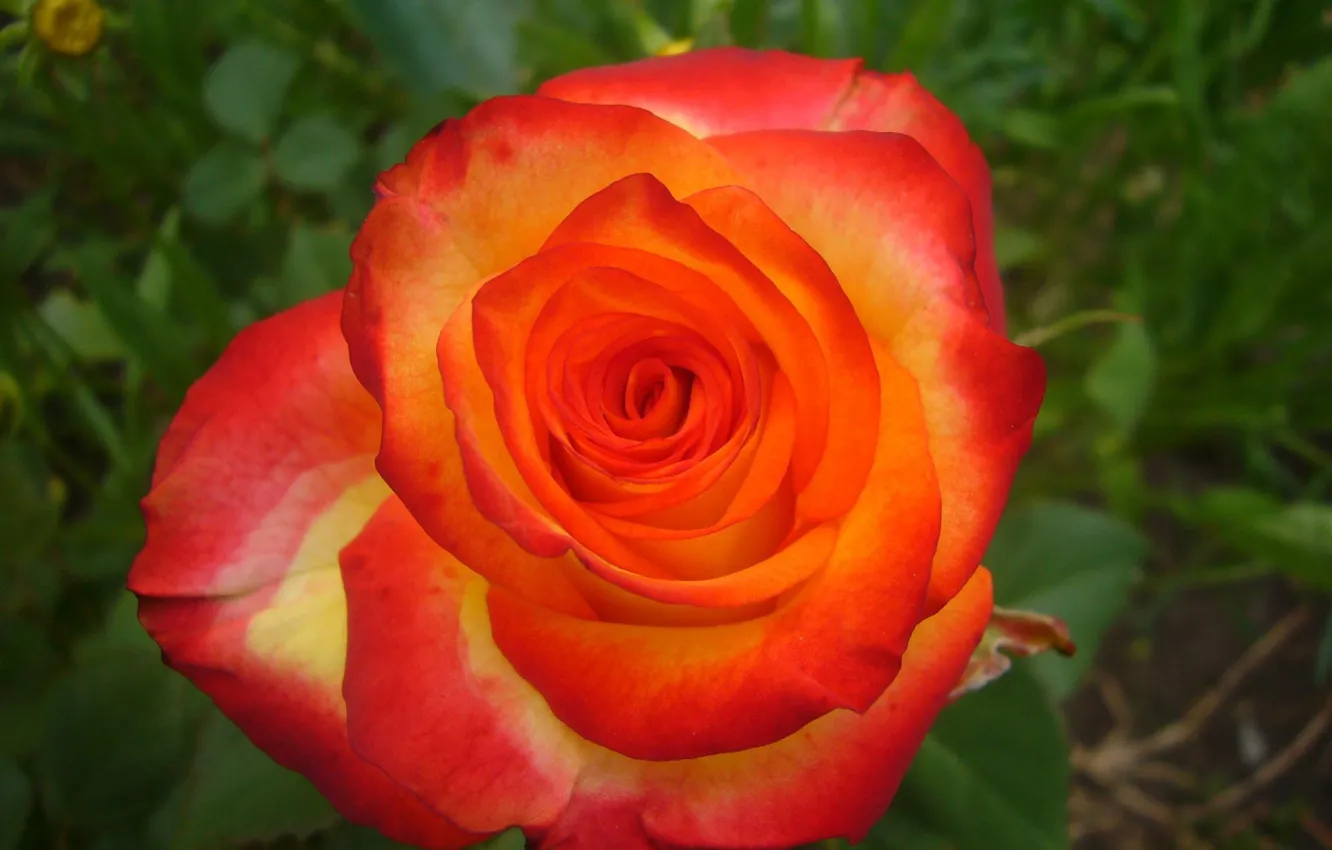 Фото обои summer, rose, flower