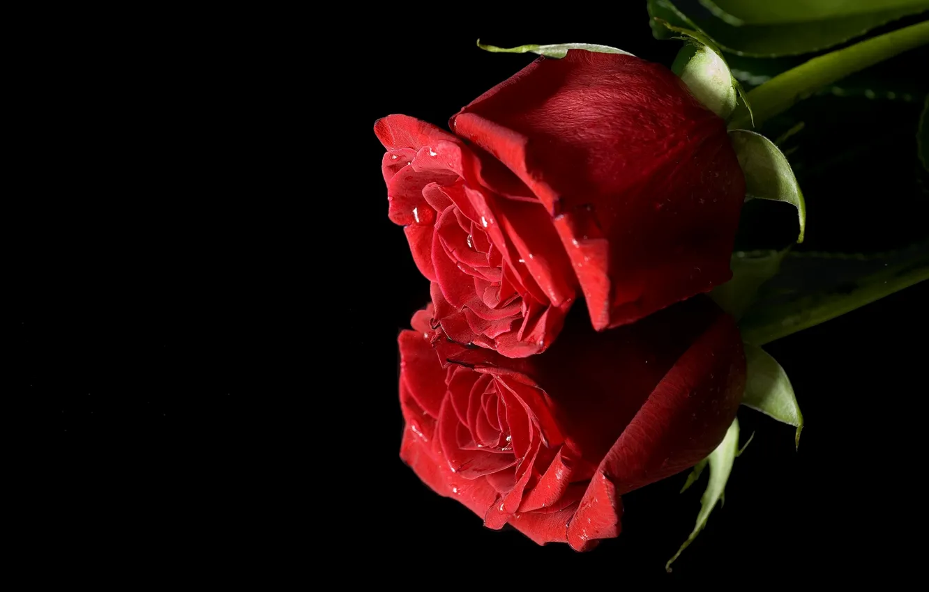 Фото обои красный, отражение, роза, бутон