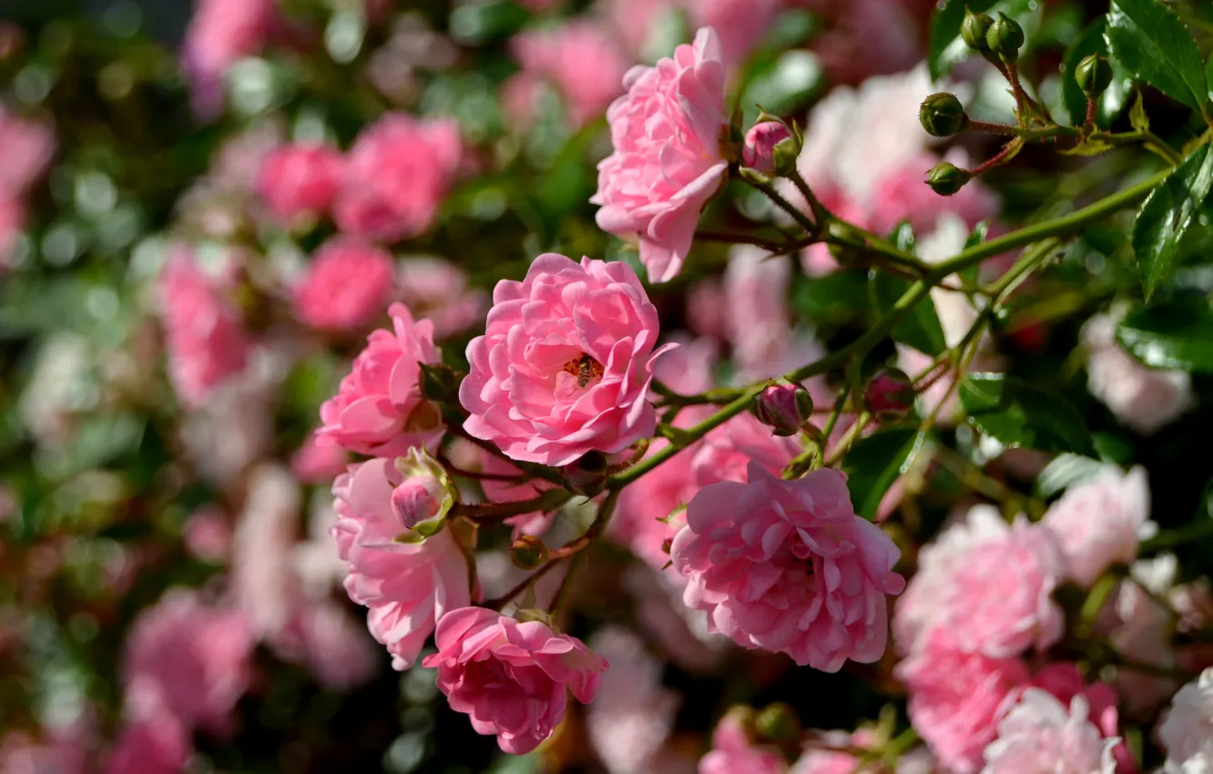 Фото обои макро, розы, ветка, боке, розовый куст