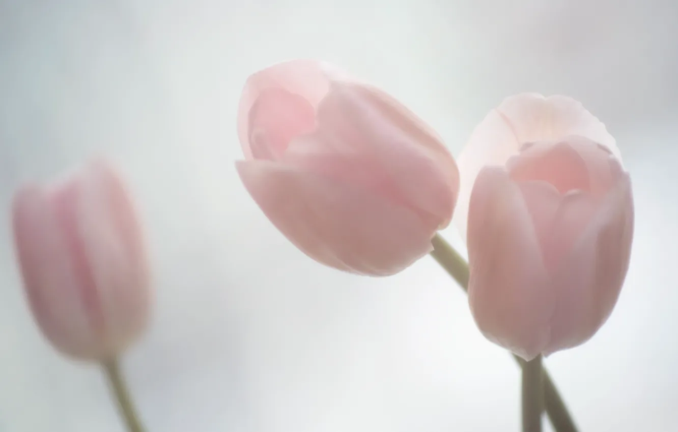 Фото обои розовый, нежность, тюльпаны