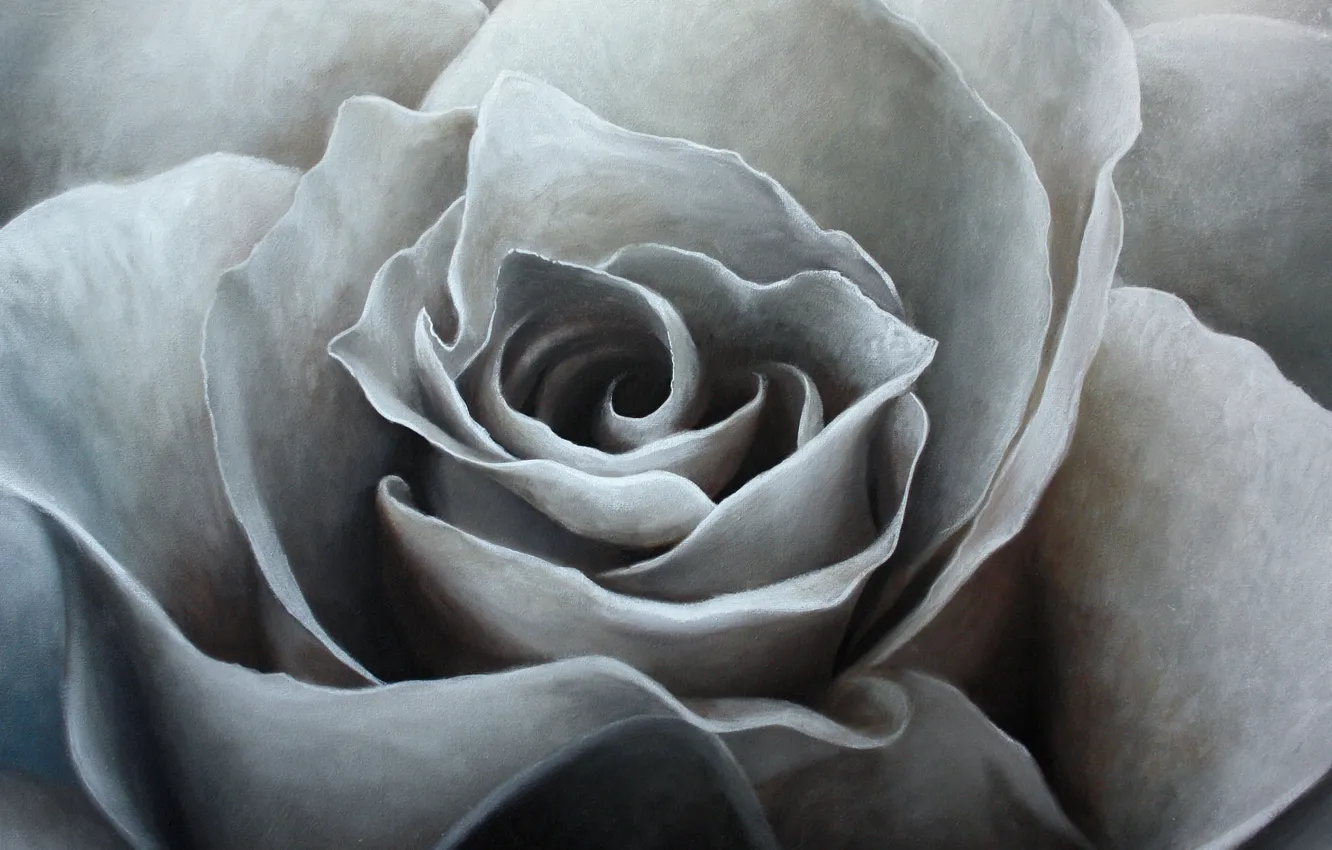 Фото обои масло, живопись, холст, art, белая роза, Jonas Brodin