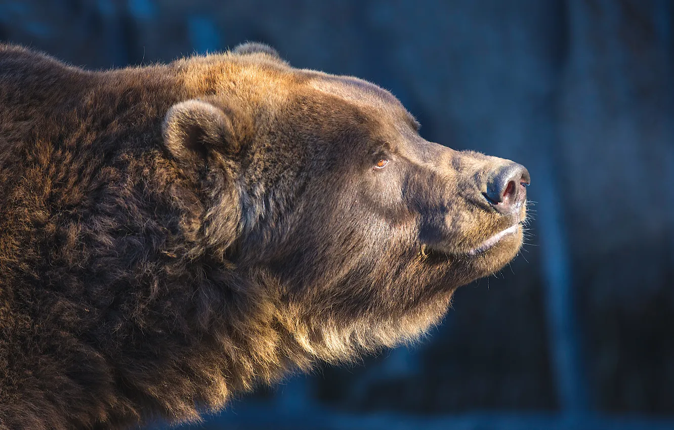 Фото обои тень, профиль, солнечный свет, Гризли (Ursus arctos horribilis)