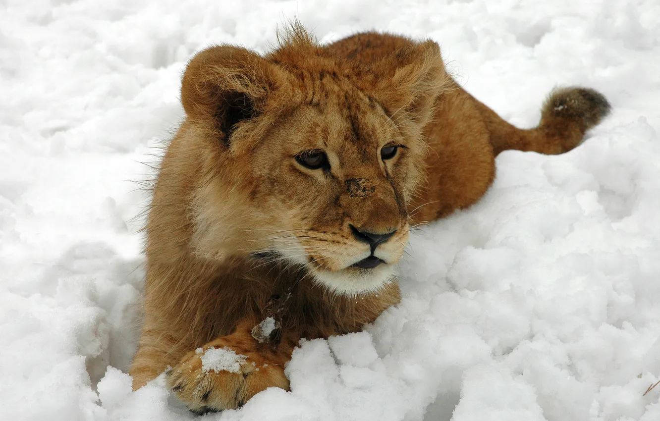 Фото обои зима, кошка, снег, лев, шерсть, львенок