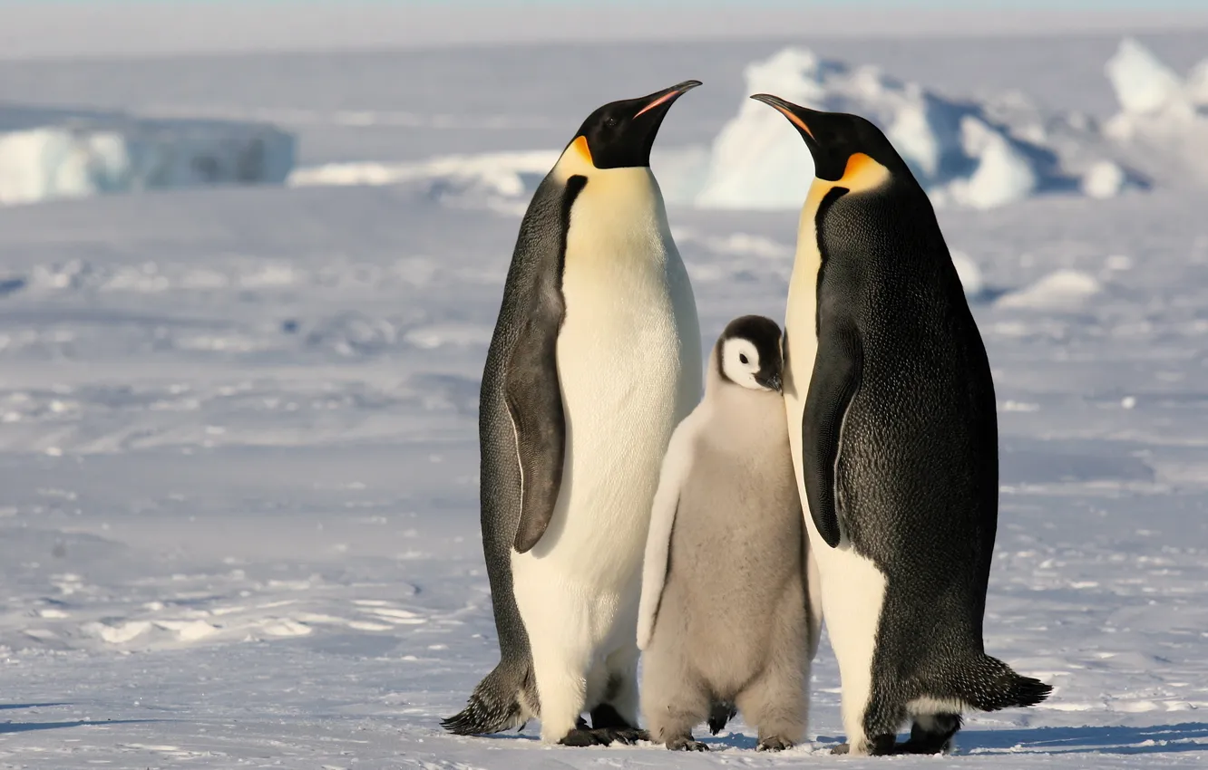 Фото обои холод, лед, снег, семья, Пингвины
