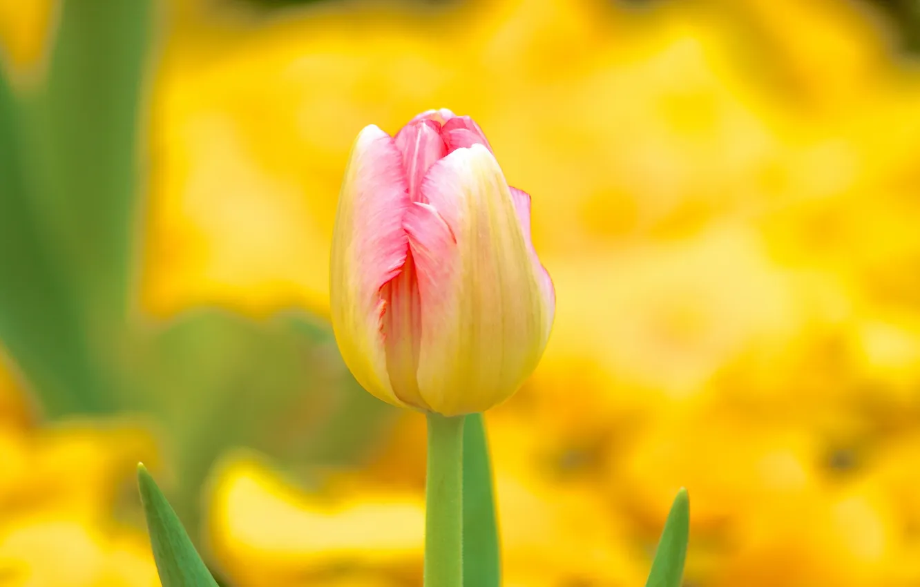 Фото обои природа, весна, тюльпаны