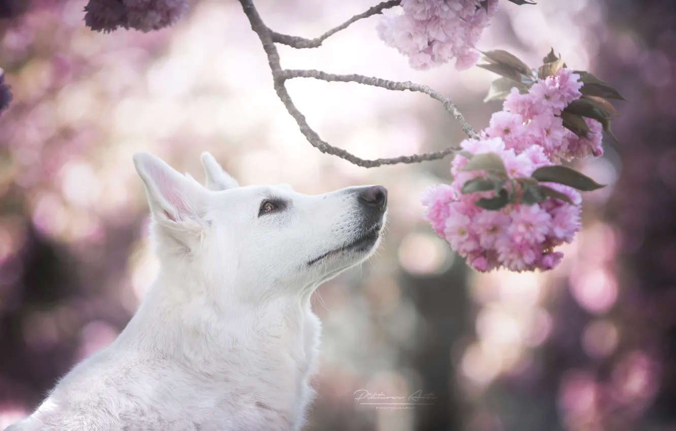 Фото обои морда, вишня, блики, собака, ветка, весна, сакура, цветение