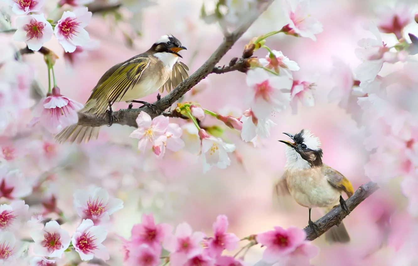 Фото обои цветы, птицы, ветки, природа, вишня, сакура, пара, Тайвань