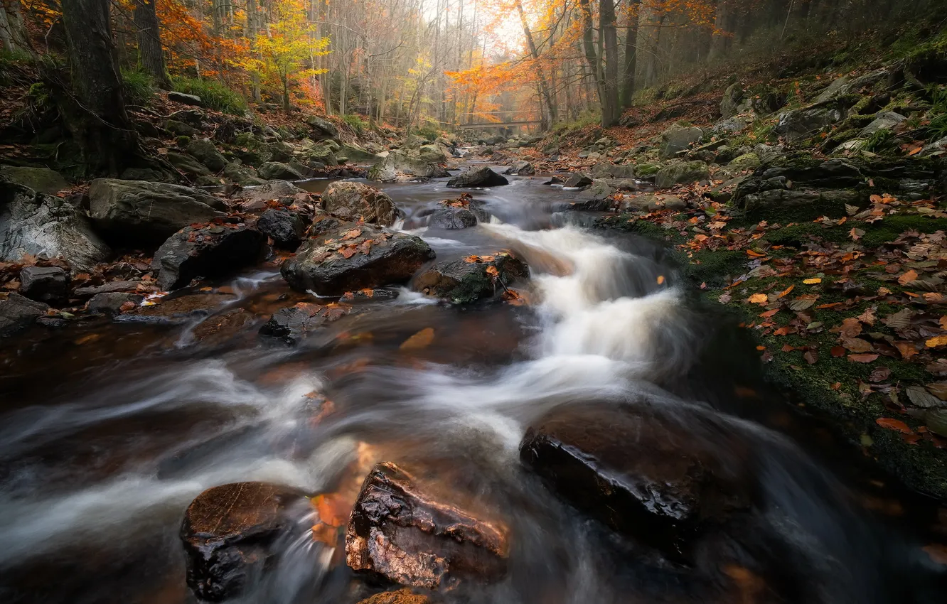 Фото обои осень, парк, река