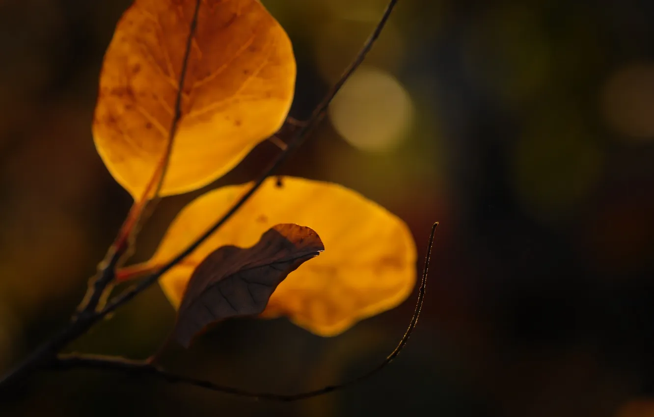 Фото обои осень, листья, свет, природа, фон