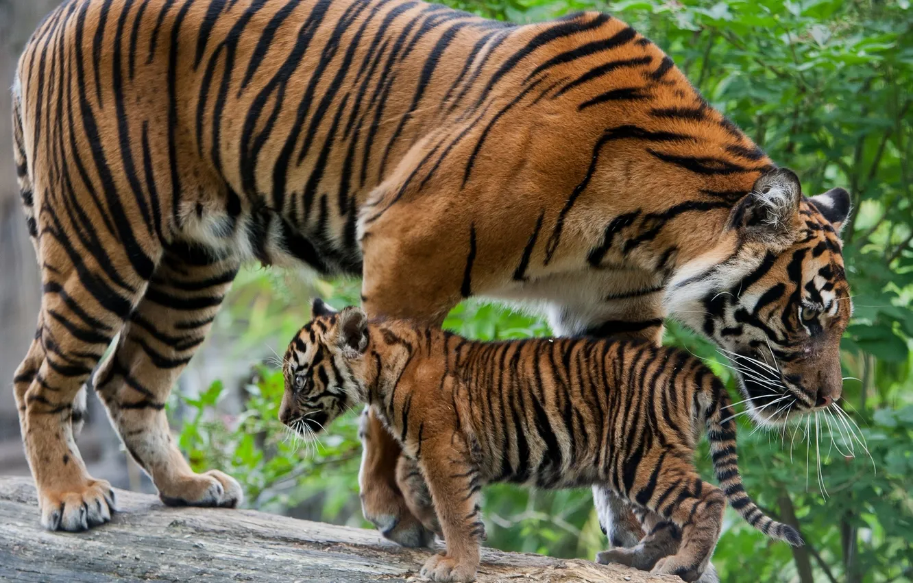 Фото обои бревно, детёныш, котёнок, тигры, тигрица, тигрёнок, материнство