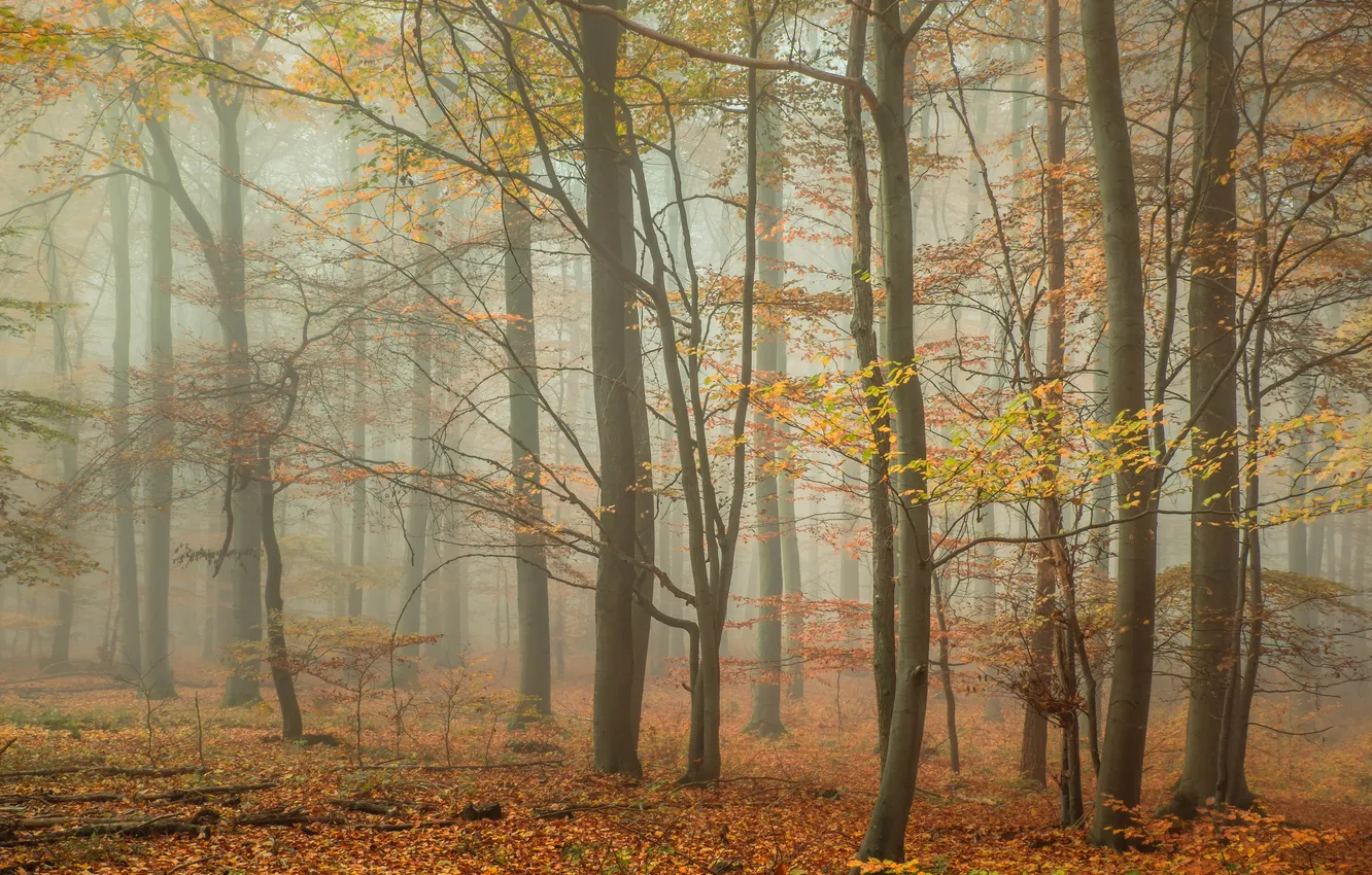 Фото обои осень, лес, листья, деревья, туман, листва