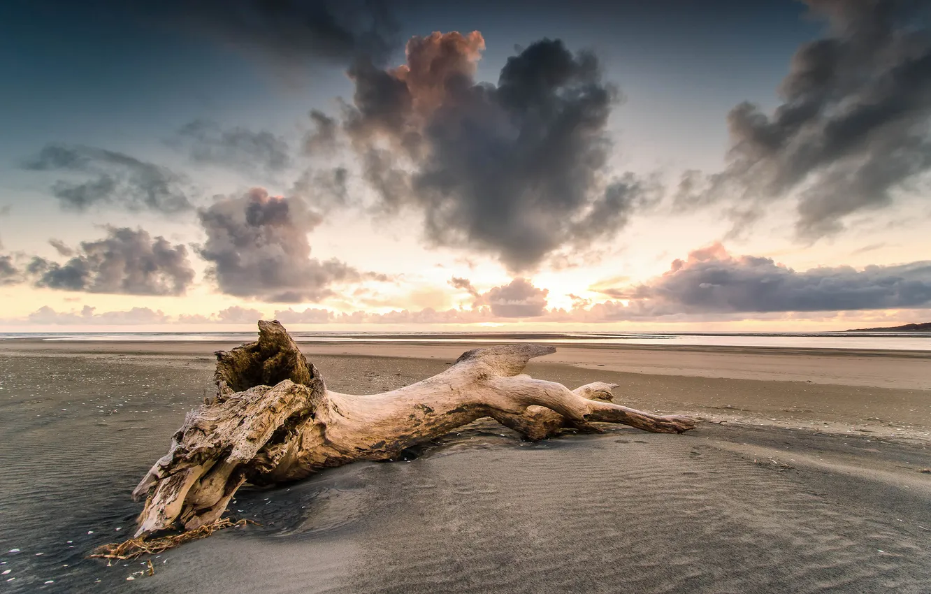 Фото обои песок, пляж, закат, дерево, берег, Waikato