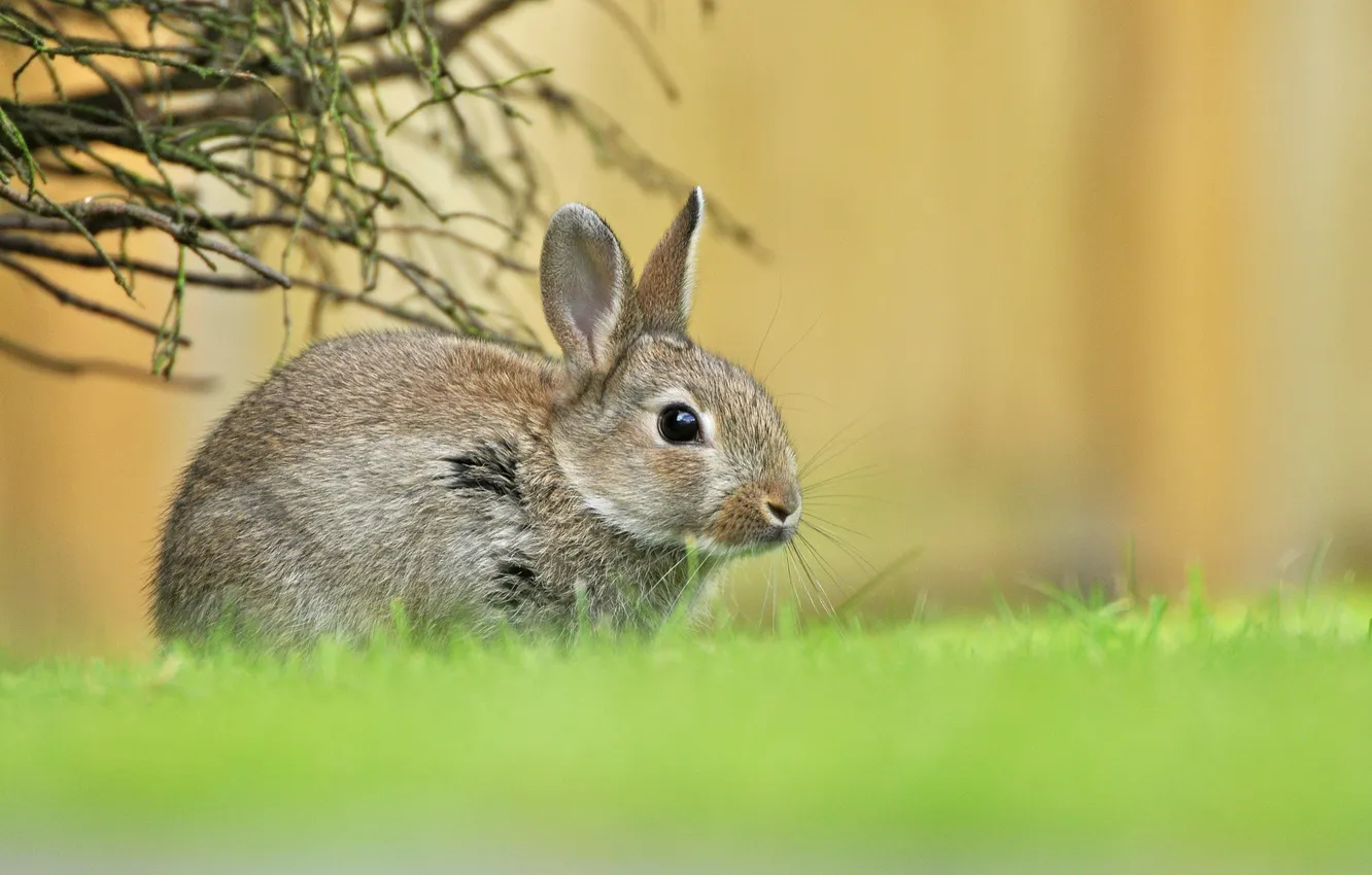 Фото обои зелень, трава, заяц, весна, малыш, зайчонок