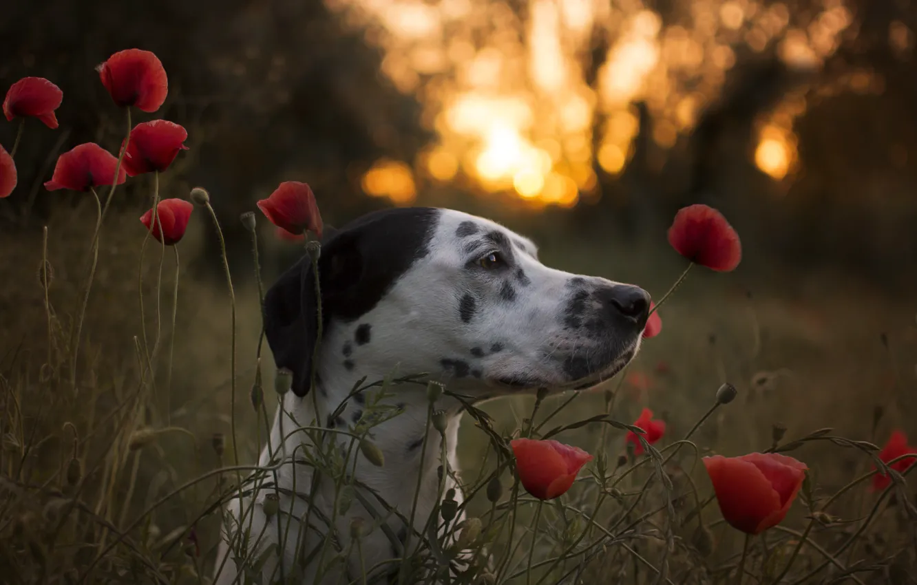 Фото обои морда, цветы, маки, собака, Далматин