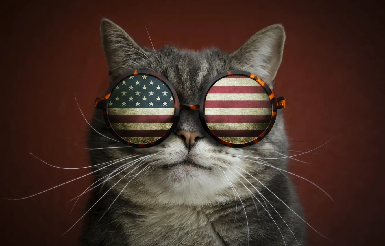 Фото обои кот, усы, флаг, очки, прикол