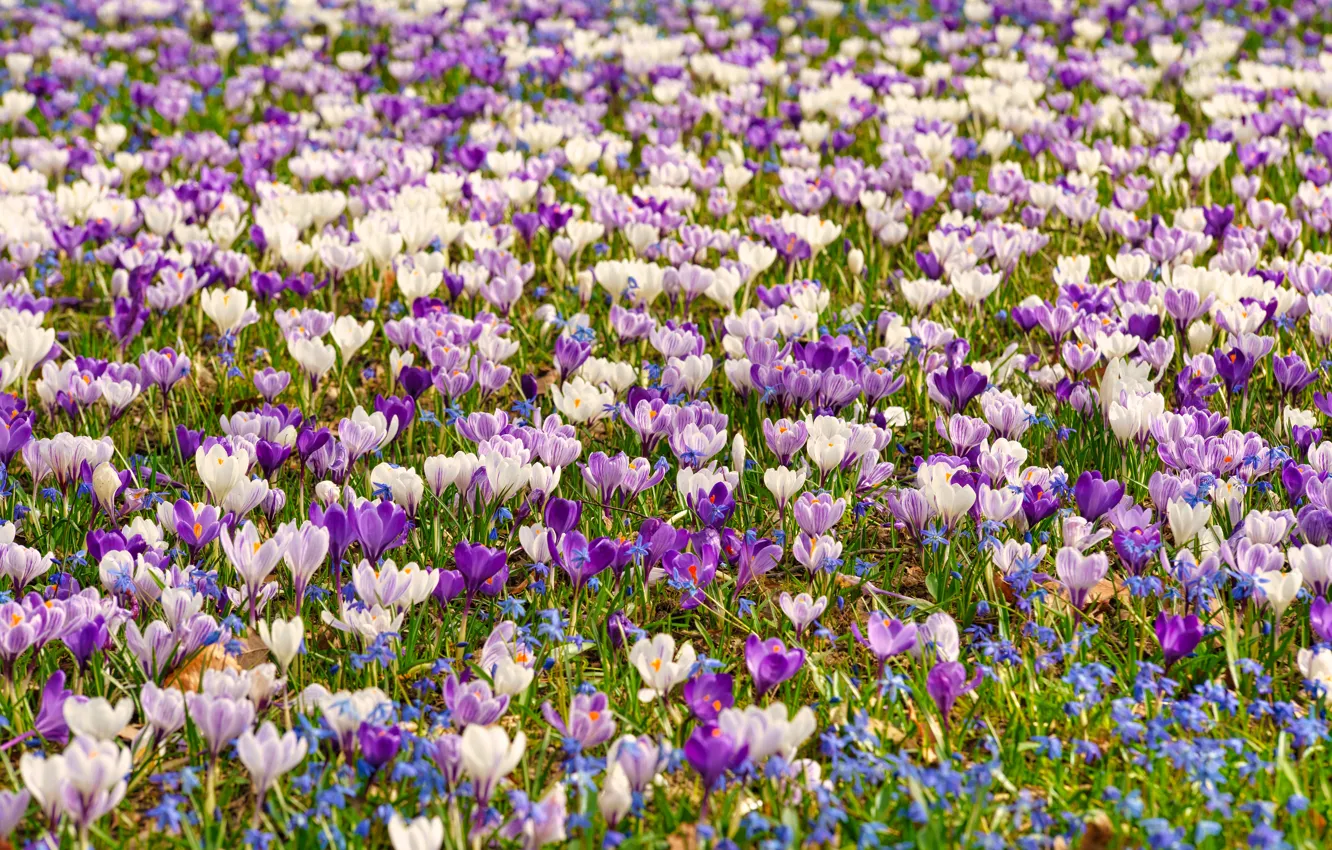 Фото обои весна, много, Крокусы, шафран