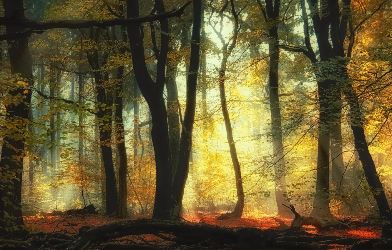 Фото обои осень, лес, деревья, forest, trees, autumn, Saskia Dingemans