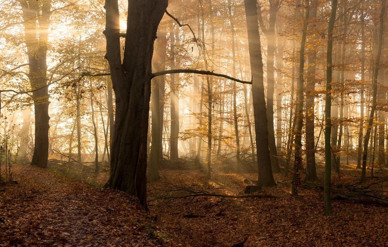 Фото обои осень, лес, солнце, лучи, деревья, ветки, туман, листва