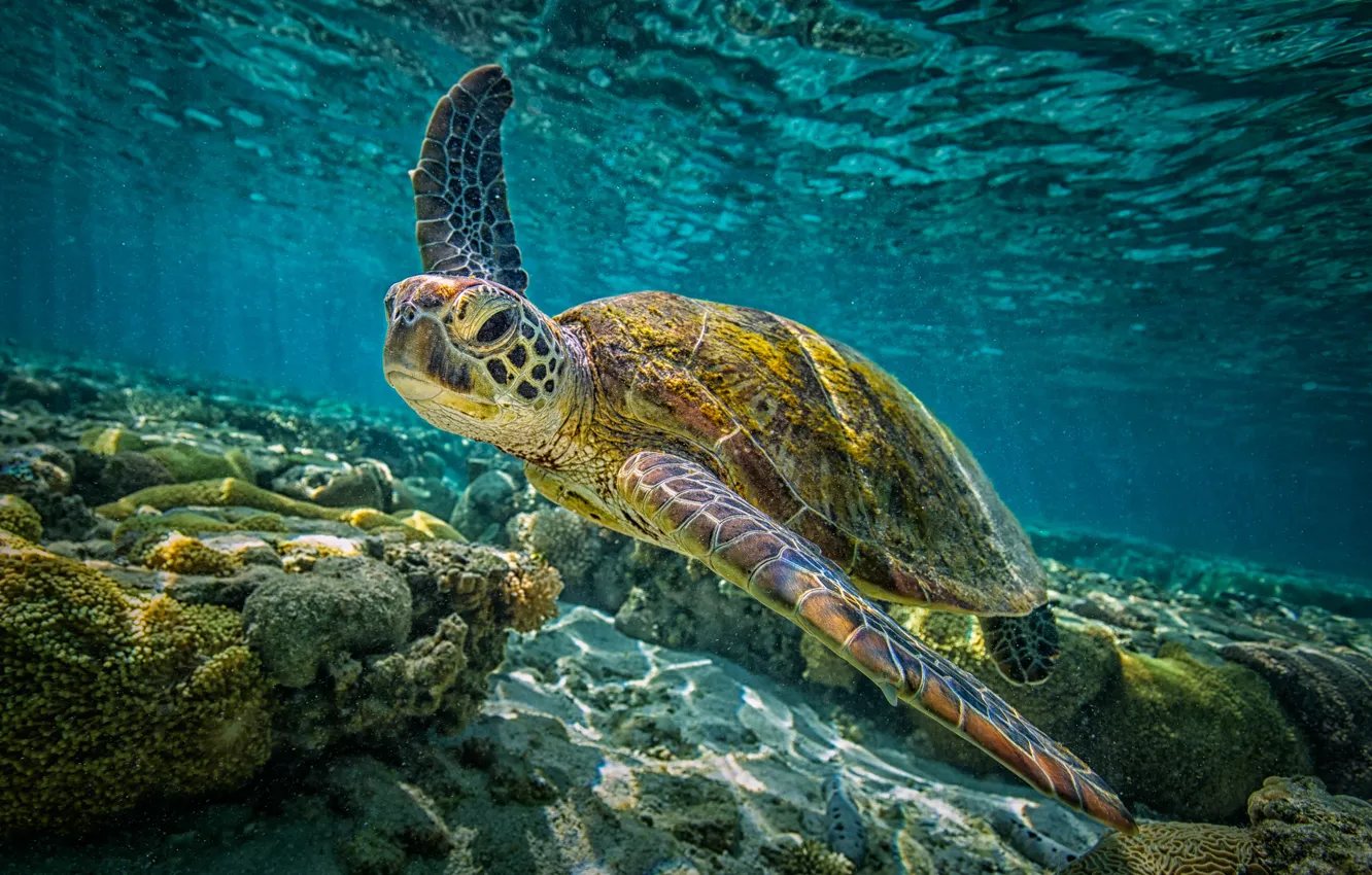 Фото обои underwater, sea, sea turtle