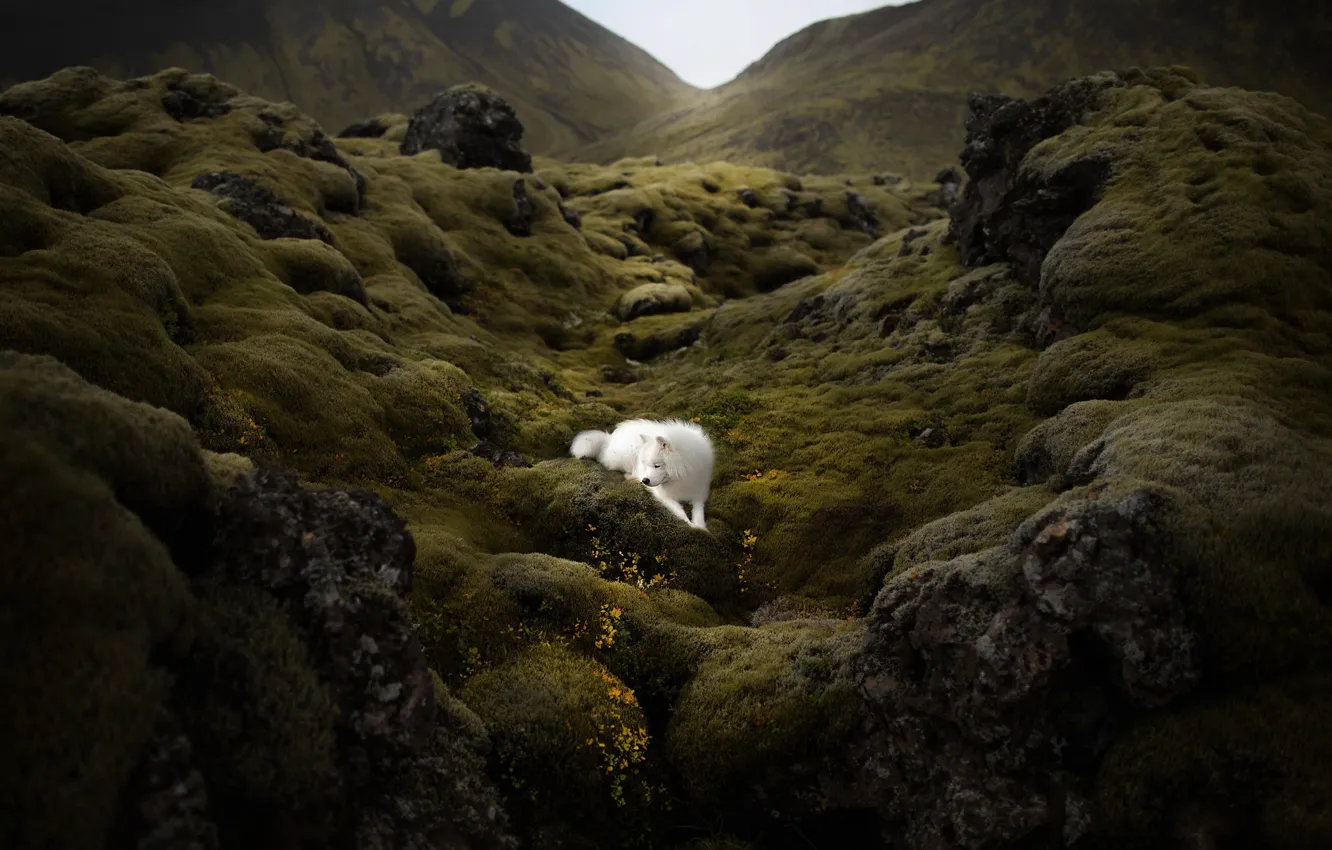 Фото обои природа, гора, собака