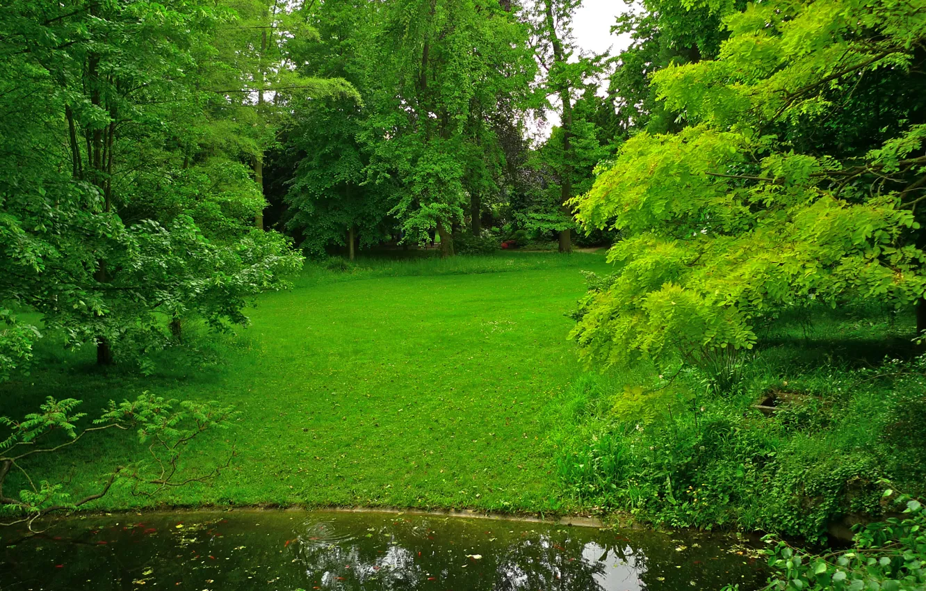Фото обои зелень, трава, деревья, пруд, парк, Франция, лужайка, Albert-Kahn Japanese gardens