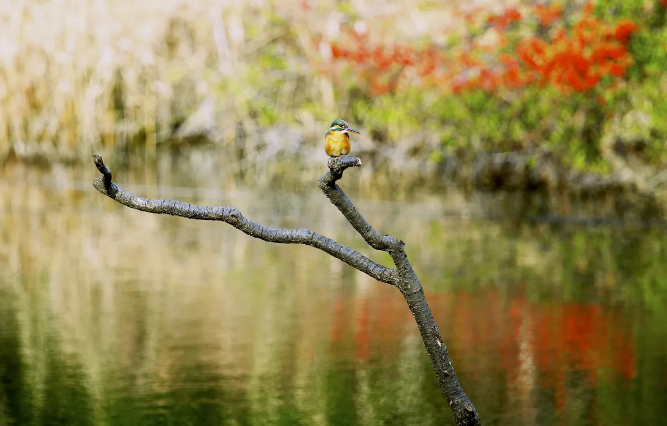 Фото обои осень, лес, река, птица, ветка, зимородок