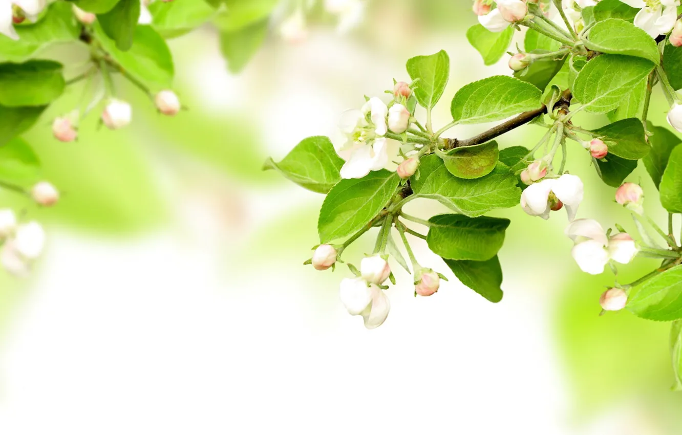 Фото обои blossom, flowers, leaves, spring, apples, branches