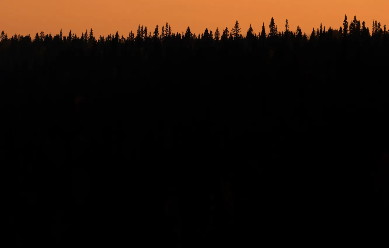 Фото обои лес, ночь, природа