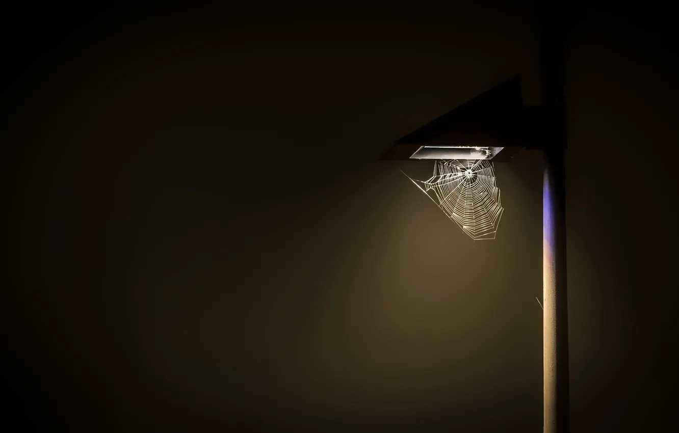 Фото обои паутина, столб, светильник