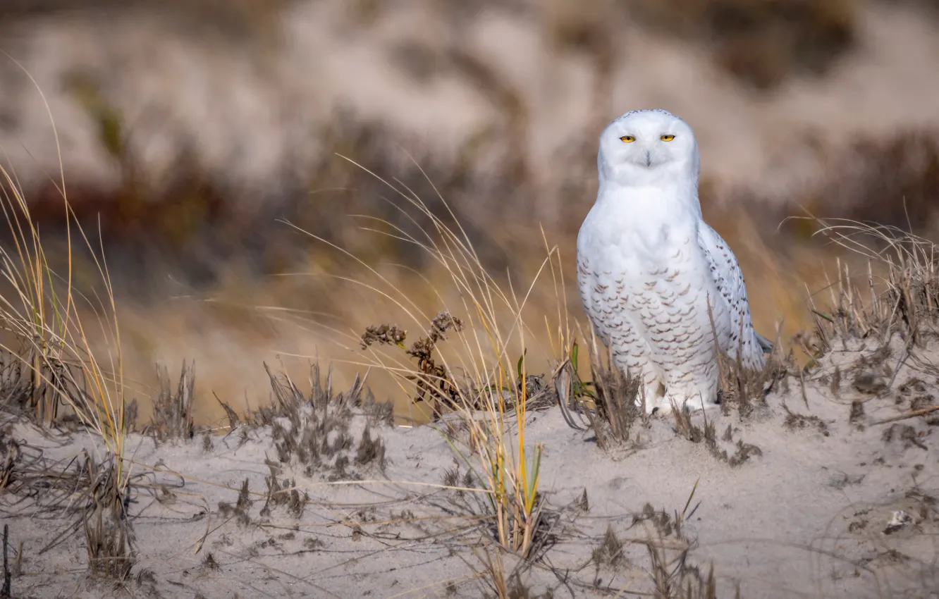 Фото обои песок, трава, взгляд, сова, птица, берег, белая, желтые глаза
