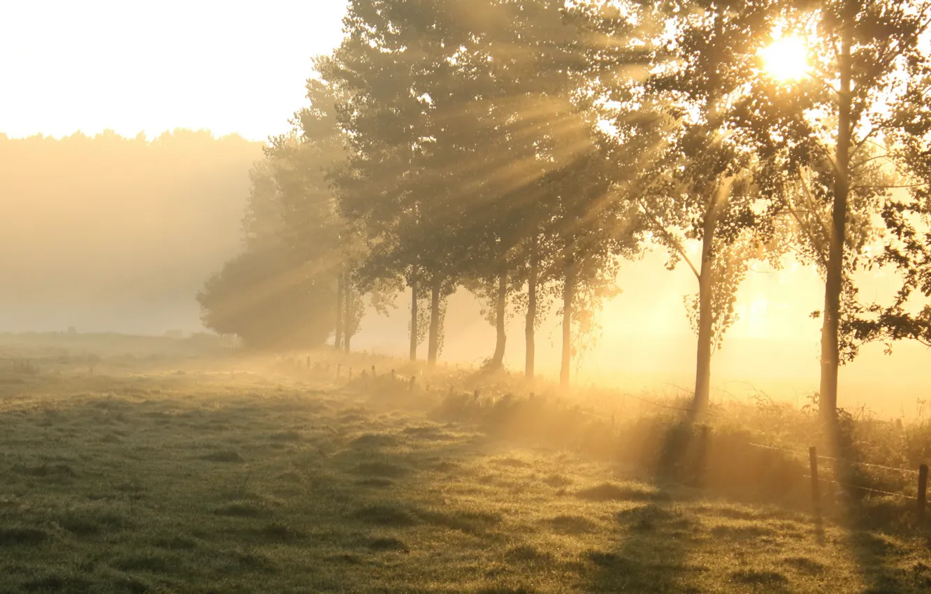 Фото обои поле, свет, деревья, утро