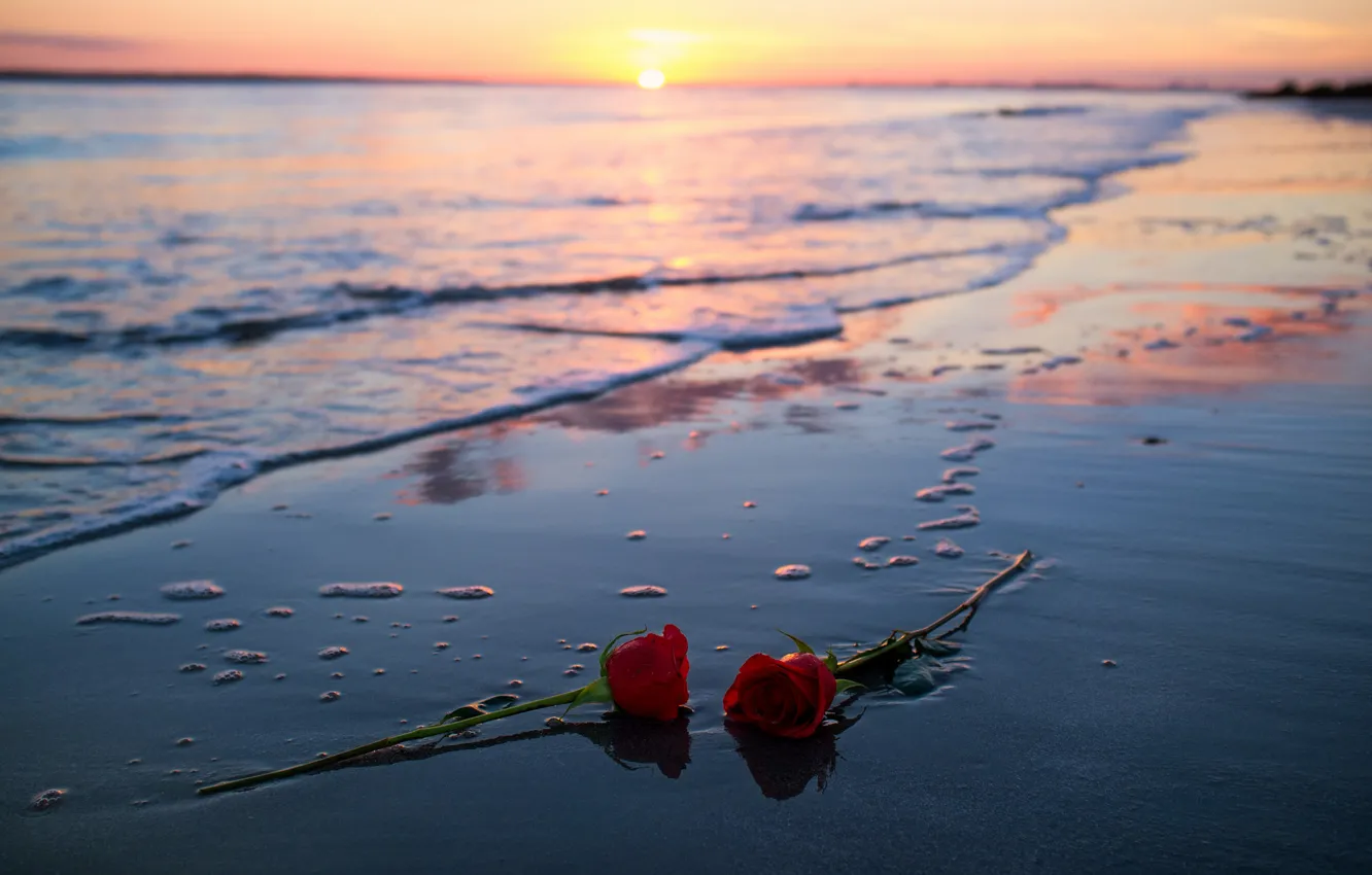 Фото обои море, закат, розы